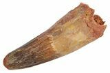 Real Fossil Spinosaurus Tooth - Feeding Worn Tip #360445-1